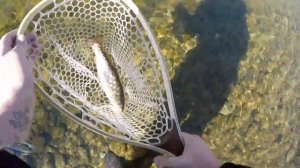 Catching BROOK TROUT on SPINNERS & TROUT MAGNETS!