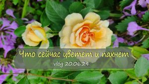 Что сейчас цветет: от милых сорнячков до благородных роз | Vlog Дача как есть 20.06.2024