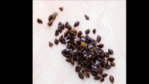 Как собрать семена Щавля в домашних условиях