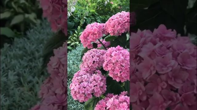 #hydrangea #hydrangeaflower #садгортензий #garden #hortensia #nature #гортензия #macrophylla