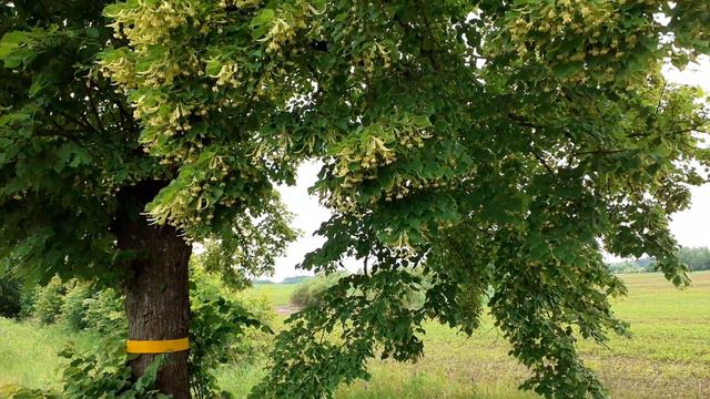Липы цветут! Автор слов Н. Есина.  Музыка и исполнение Алла Рогачева смотреть онлайн