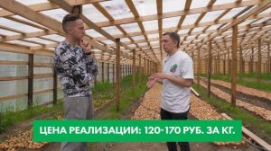 Миллионы на ЛУКЕ. Почему инвестируют в Теплицы?