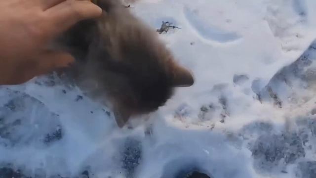 Новость№1. Кошка на морозе -35 прилипла к снегу. Момент спасения. Молодцы! Katte i frosten -35 смотреть онлайн