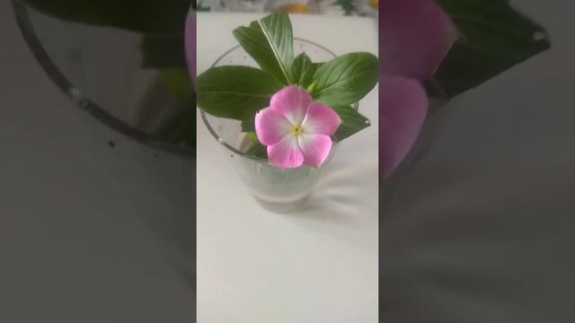 Катарантус черенок сорванный для укоренения расцвел в воде смотреть онлайн