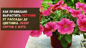 Как правильно вырастить петунию от рассады до цветника. Фото сортов.??