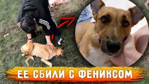 Линда сбитая с Фениксом. Спустя года реабилитаций и ожиданий ,уехала в семью в город Липецк.