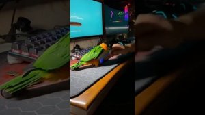 Попугай каик прыгает