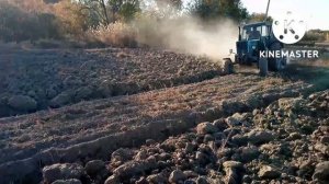 Тяжёлая пахота в Казахстане осенью 2022.  Трактор МТЗ 82.1 турбо и МТЗ 82