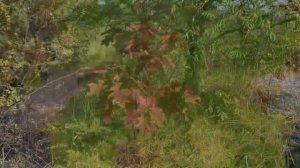 РАЗНООБРАЗИЕ ДУБОВ НА УЧАСТКЕ #дубы#красный_дуб