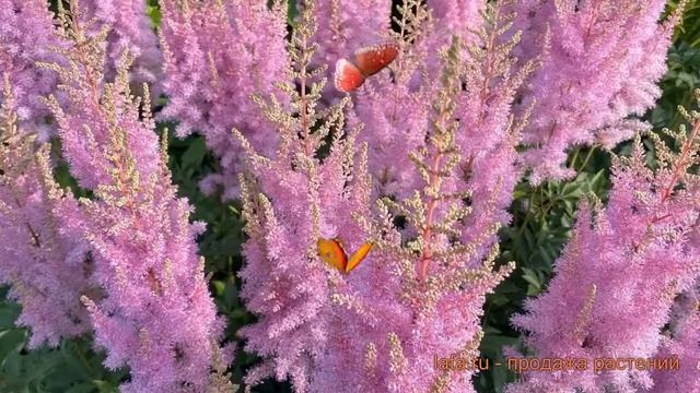 Астильба китайская Корал Айленд (astilbe) ? обзор: как сажать, саженцы астильбы Корал Айленд смотреть онлайн