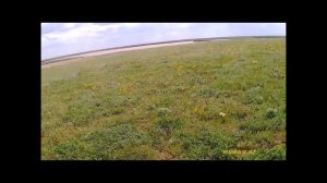 Зона степей