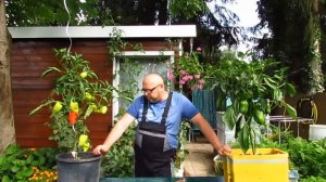 Перцы. Паприка. Как вырастить перцы.Бавария