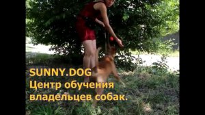 Игры с собаками