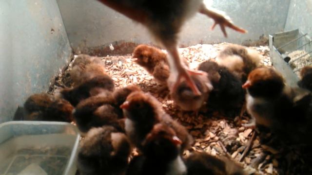 Павловские (золото) цыплята выводы: 05.02.18г. (13 шт.) и 15.02.18г. (16 шт.) смотреть онлайн