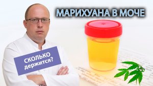 ? Сколько обычно держится марихуана в моче? ?