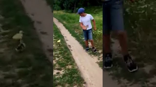 Купили гусят СОНЯ и ЛЁЛЯ смотреть онлайн