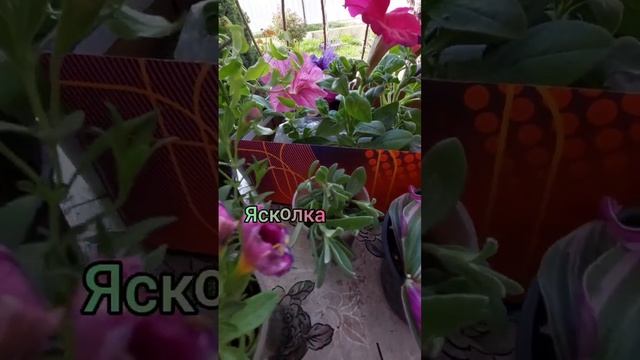 Подкупила цветочки для сада. Названия.