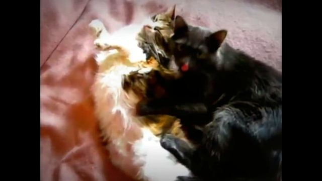 Кошка и здоровье человека Этого вы точно не знали смотреть онлайн