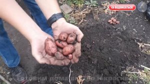 Может ли вырасти ведро картошки в пакете? Часть 4, финал.