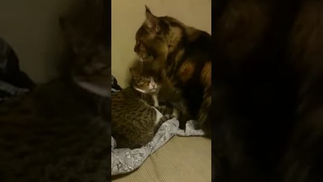 Мейн-кун и обычная кошка смотреть онлайн