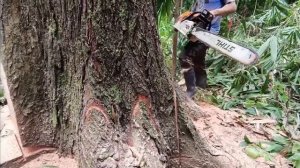 operator is in danger..‼️ cut beautiful red mahogany tree - STIHL MS 881