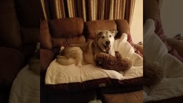 RIP Thorn смотреть онлайн