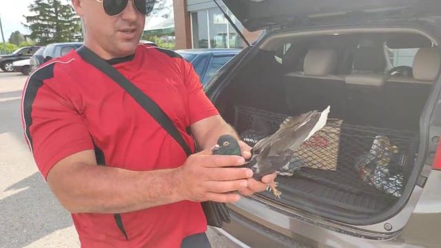 старая порода Николаевских Белохвостых голубей. смотреть онлайн