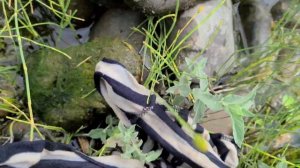 Кора Даря  Рыбалка на  маринку