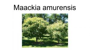 Maackia Amurensis