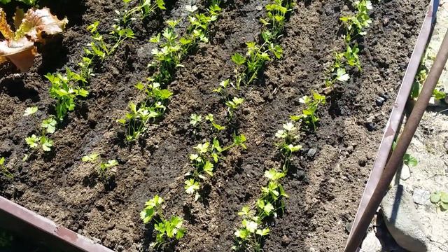 Дачный соловей не дает спать😂.Отдых за городом😉с 12.06-14.06.20. смотреть онлайн