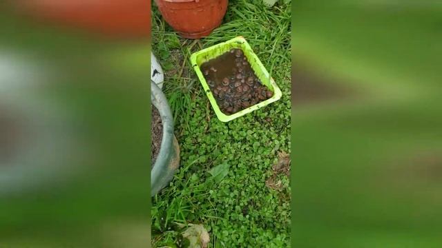 Размножение и подготовка к зиме Ампельной клубники