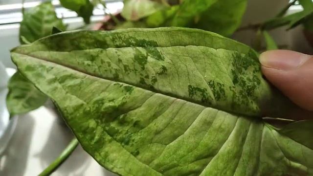 Сингониум. Помогите опознать какой сорт? смотреть онлайн