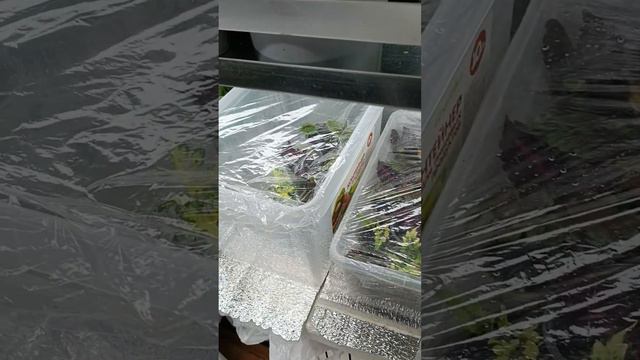 Небольшой обзор моих растишек виола примула колеус цинии георгины помидорки