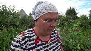 Уход за клубникой после сбора урожая