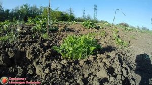 Правила посадки и выращивания моркови Посев семян