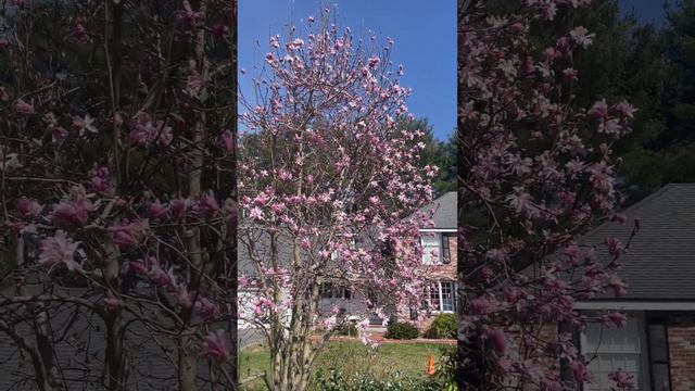 Leonard Messel Magnolia смотреть онлайн