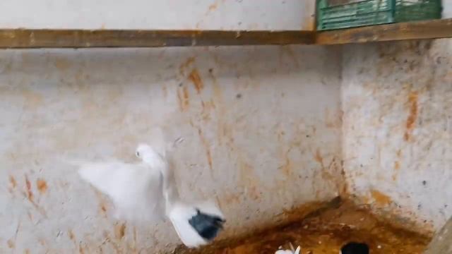 Кормление голубей и их малыши. Feeding pigeons and their babies. смотреть онлайн