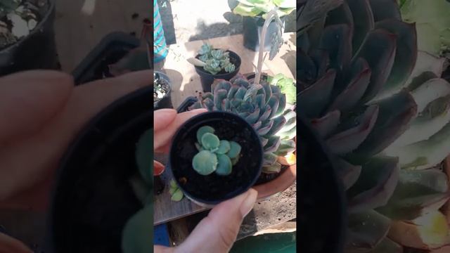 Echeveria Hercules e madiba!!dicas #dicas #suculentas смотреть онлайн