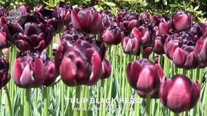 Tulip 'Black Hero' - FarmerGracy.co.uk