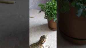 Бородатая агама в домашних условиях. Уход, содержание.
