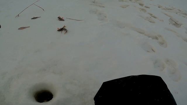 Супер клёв окуня, на безмотылку!!!