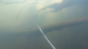 Подводная охота на амура в корягах