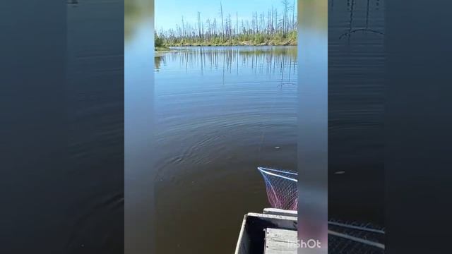 Рыбалка Губкинский 2022, река Пякупур. ЯМАЛ смотреть онлайн