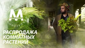 Распродажа комнатных растений в Казани от Maxgreenhome!