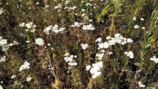 15 августа-ДЕНЬ СТЕПАНА-СЕНОВАЛА.Можно серьезно заболеть,если...