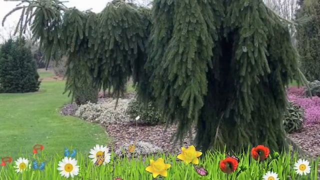 Ель сербская Пендула ? Обзор: посадка и уход. крупномеры ели Пендула: описание и особенности смотреть онлайн