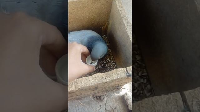 как кормить голубя если не ест смотреть онлайн