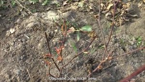 Открываю розы после зимы. Подмосковье.  Opening roses after winter. Moscow suburbs