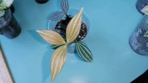 Мои комнатные цветы.Пеперомии. Моя коллекция.