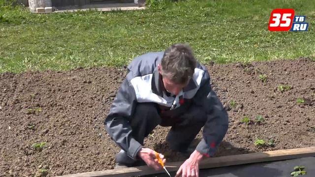 Посадка клубники в укрывной материал смотреть онлайн